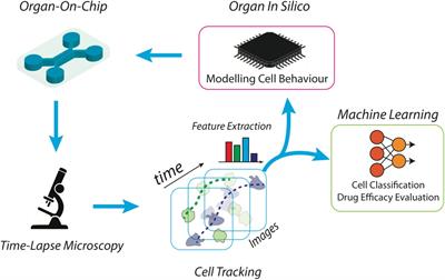 From Petri Dishes to Organ on Chip Platform: The Increasing Importance of Machine Learning and Image Analysis